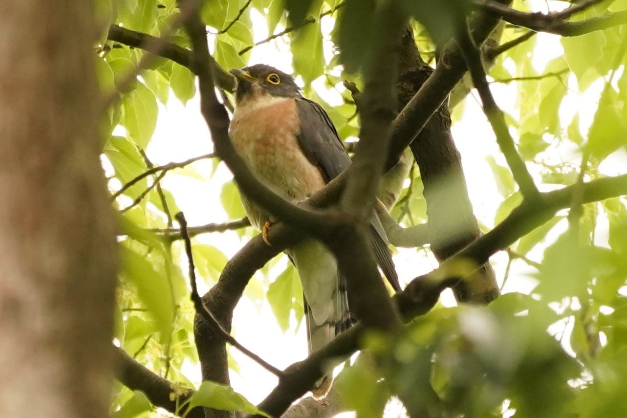 ジュウイチDSC00671