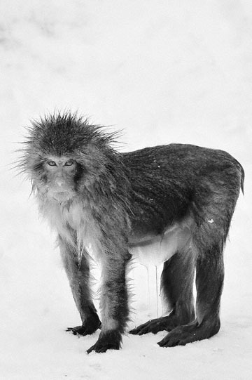 blog 9 P B&W (Sepia) Jigokudani, Monkey bathing_DSC0244-1.10.11 (1).jpg