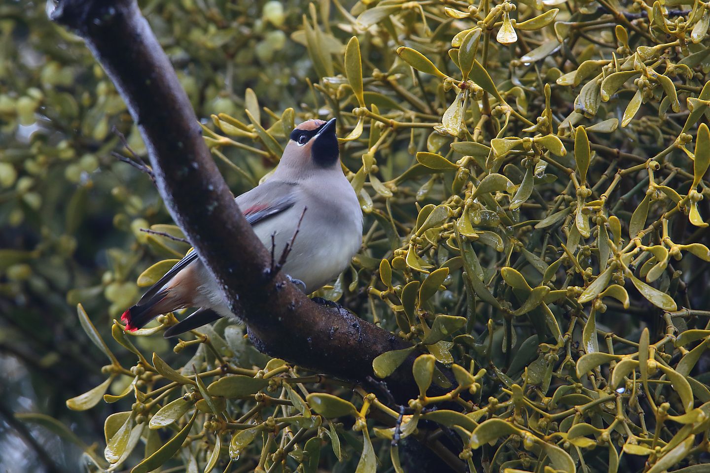 t_ヒレンジャク20210124_02