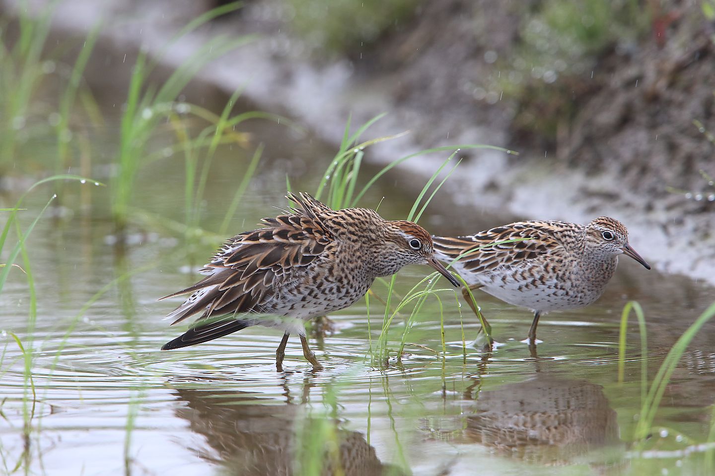 t_ウズラシギ20210516_01