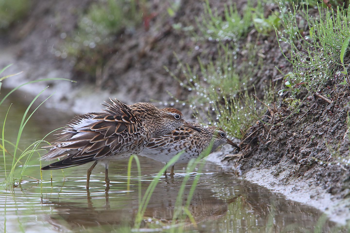 t_ウズラシギ20210516_02