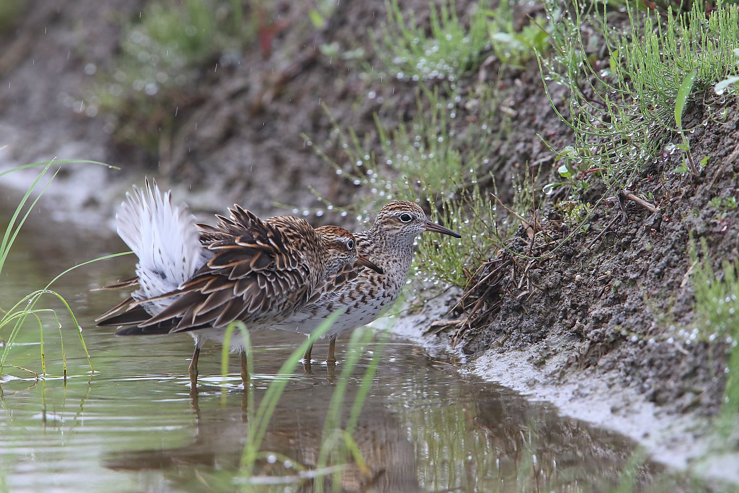 t_ウズラシギ20210516_03