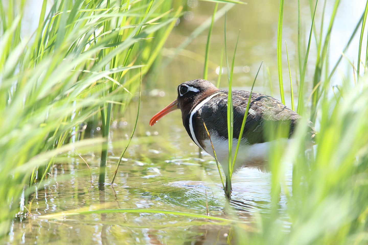 t_タマシギ20210530_04