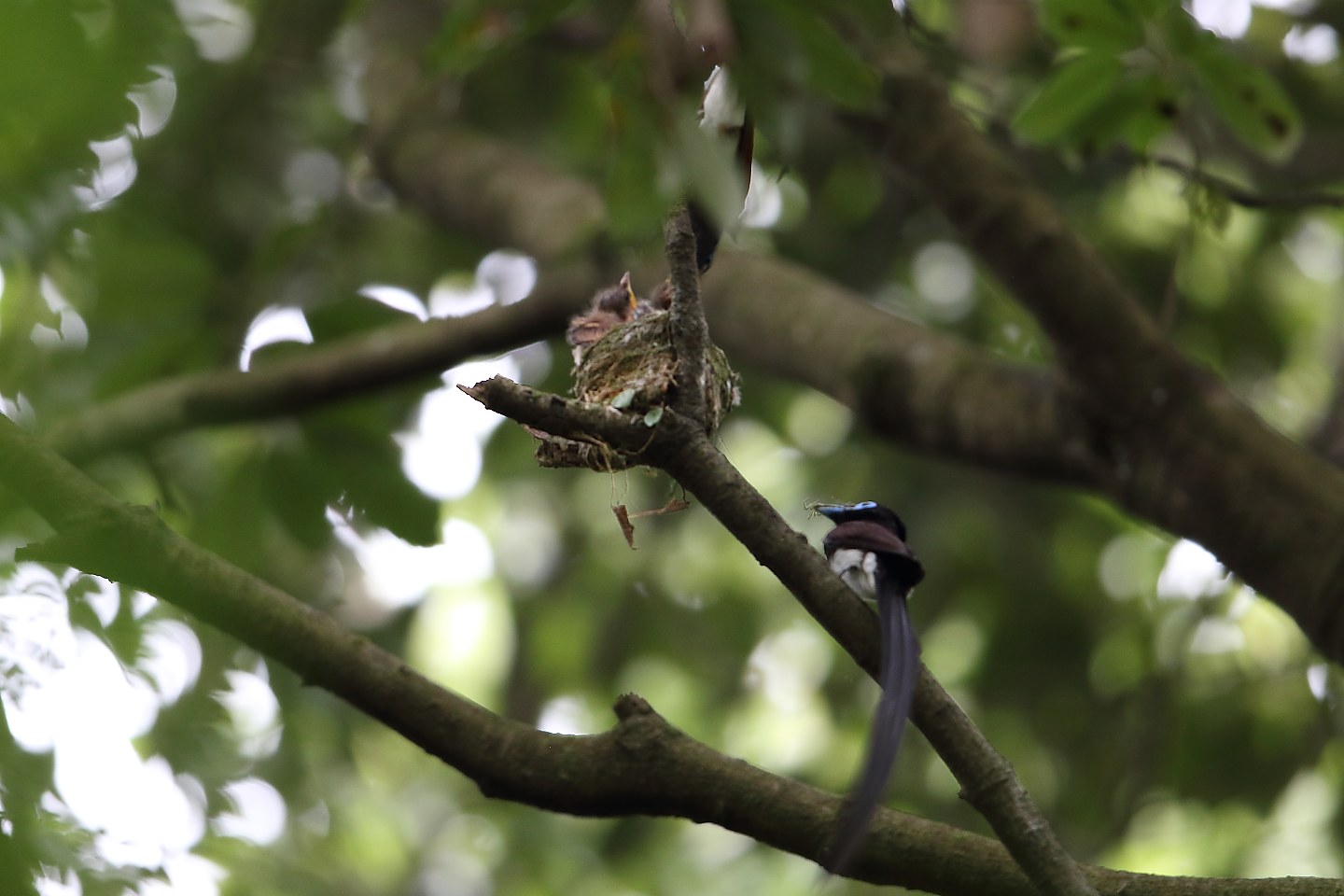 t_サンコウチョウ20210704_01