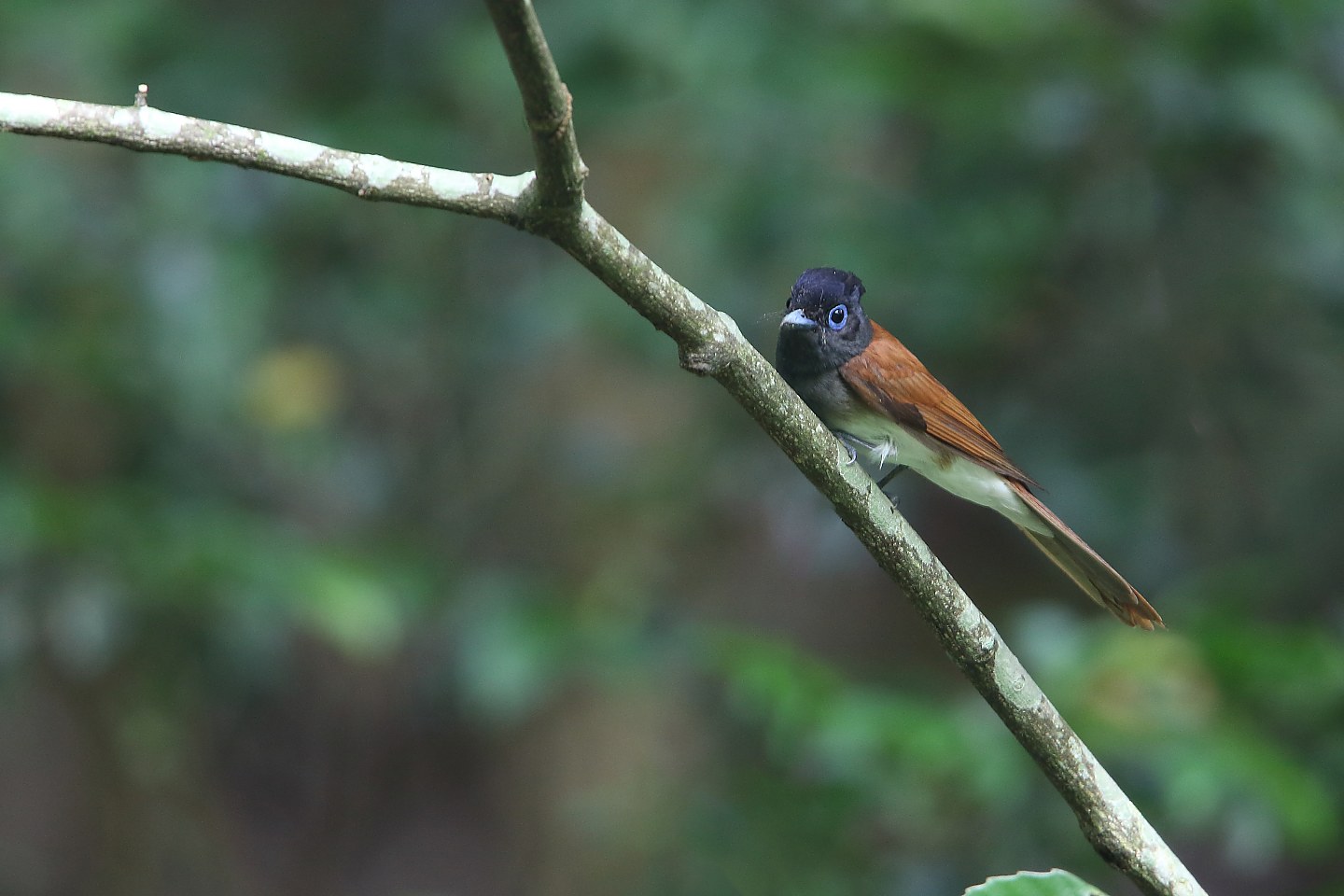 t_サンコウチョウ20210711_02