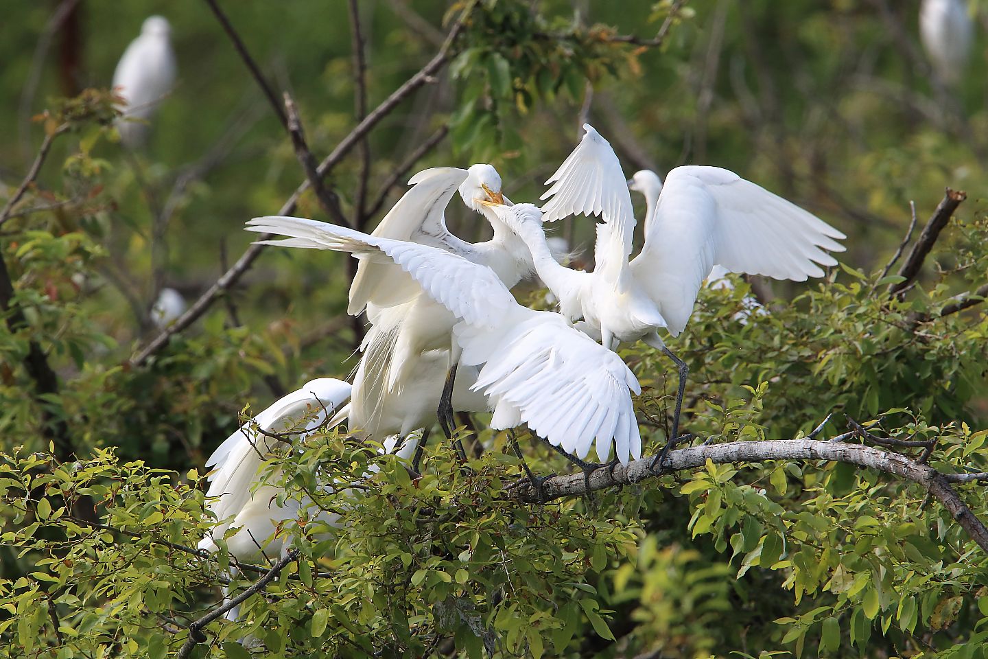 t_アマサギ20210725_01