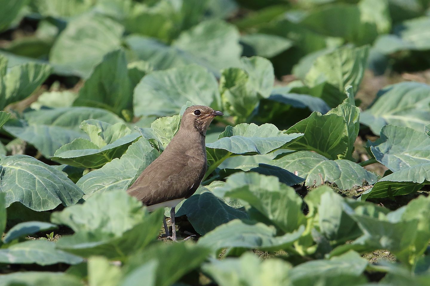 t_ツバメチドリ20210924_03