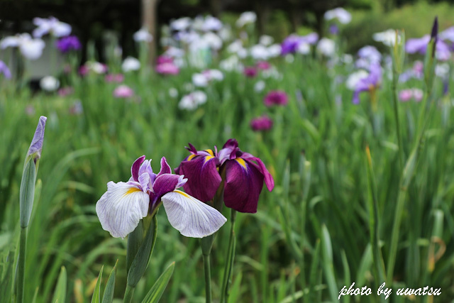 天赦園花菖蒲 (2)
