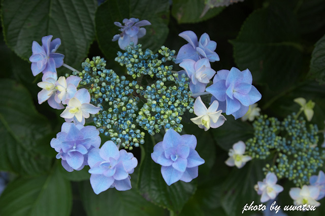 あじさい (3)