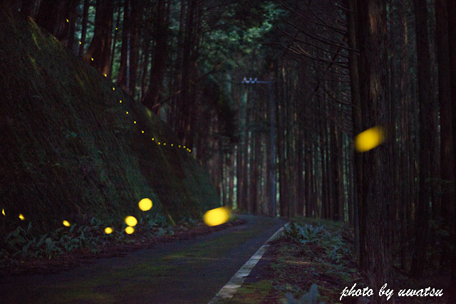 姫ホタル (3)