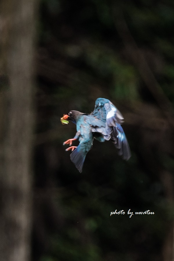 ブッポウソウ (3)