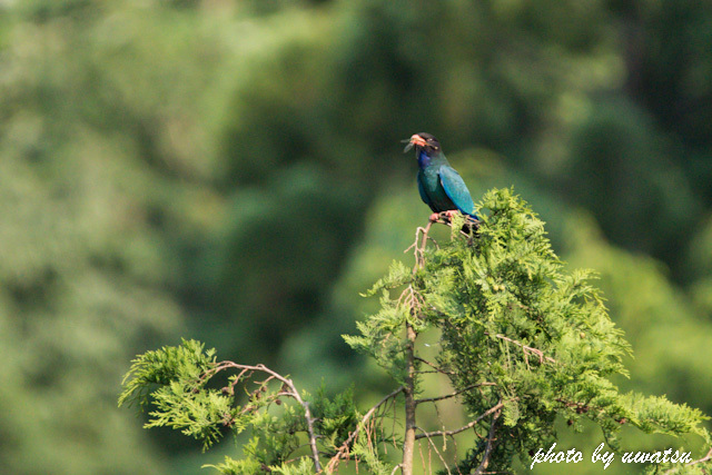 ブッポウソウ (1)