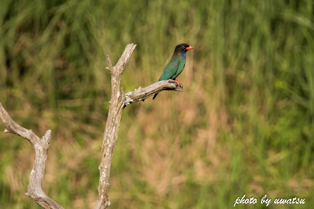 ブッポウソウ (2)