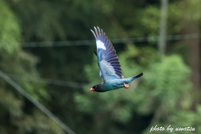 ブッポウソウ (4)