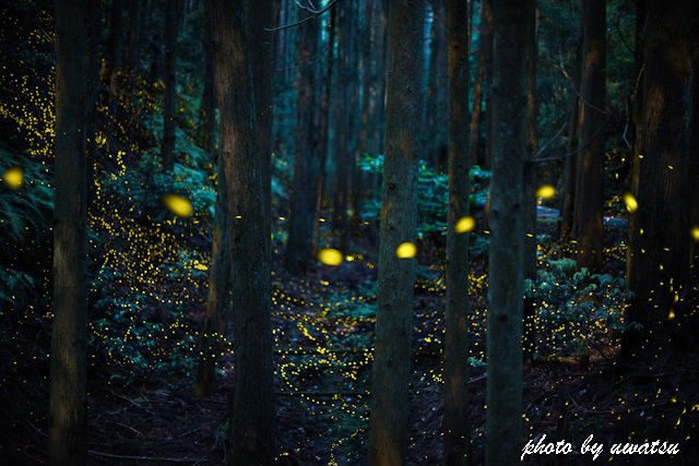 月明かりの姫ホタル (1)