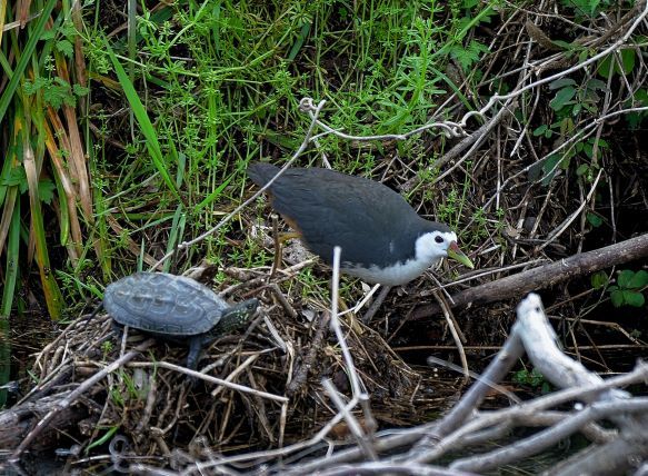4シロハラクイナ