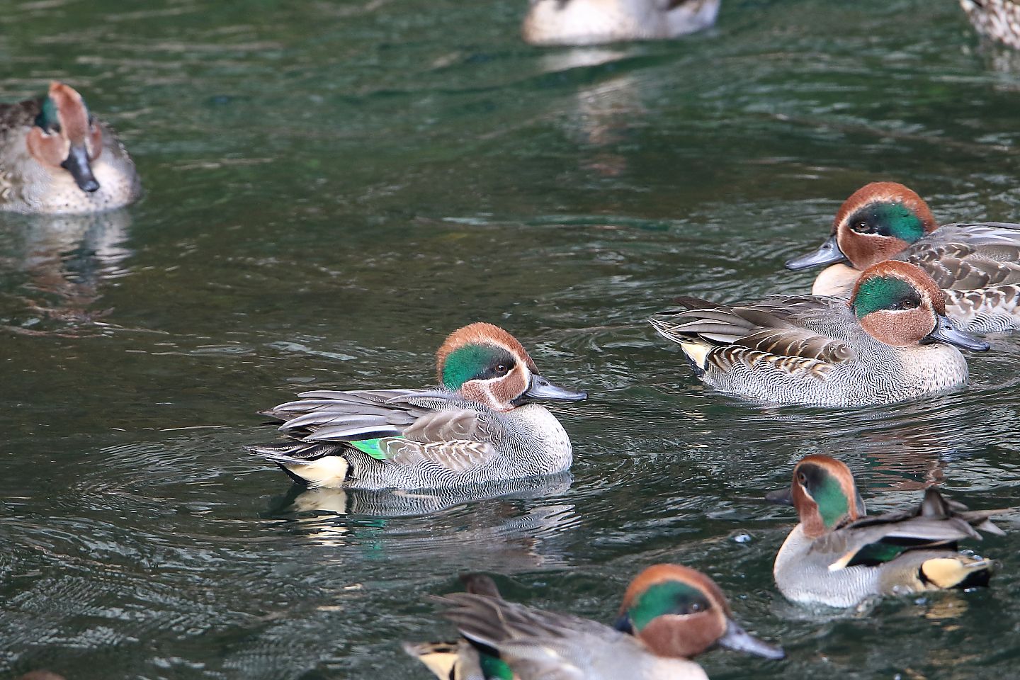 t_コガモ_トモエガモ_20211205_02