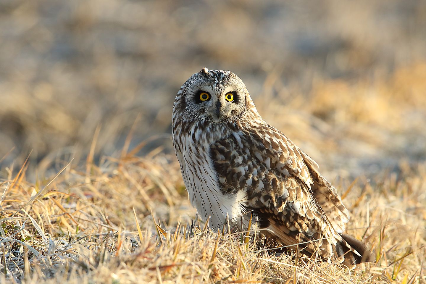 t_コミミズク20220201_01