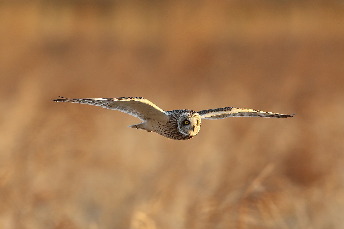 t_コミミズク20220201_04