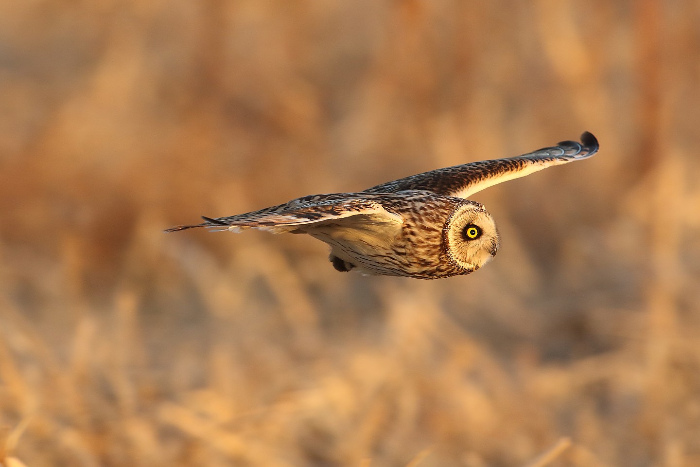 t_コミミズク20220224_01