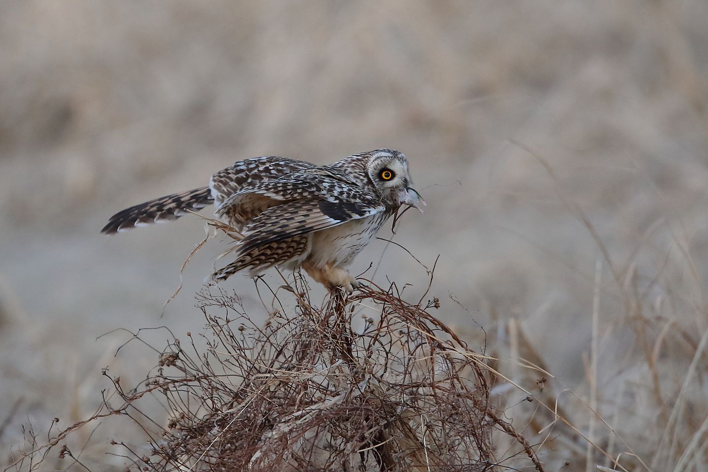 t_コミミズク20220225_01