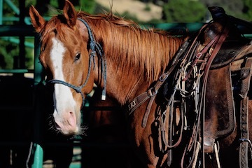 blog (9.4x14@300) 10 D3S Rowell RR, Horse_DSC2161-5.20.22.(1) copy