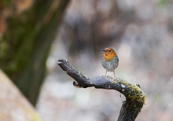 20210512コマドリ-89
