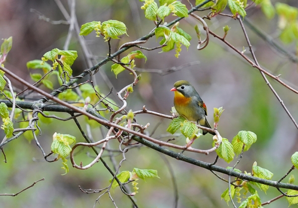 20210512ソウシチョウ-1