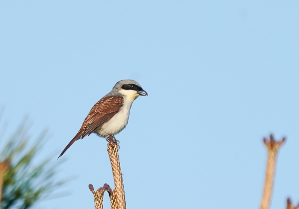 20210520チゴモズ-4