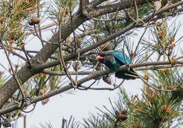 20210520ブッポウソウ-27