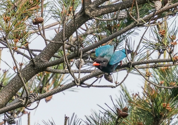 20210520ブッポウソウ-29
