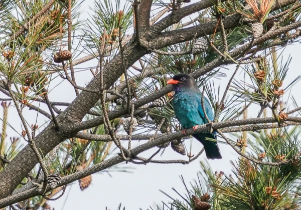 20210520ブッポウソウ-16