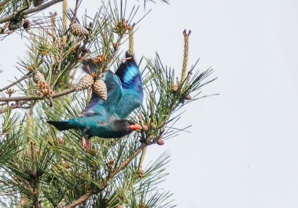 20210520ブッポウソウ-19