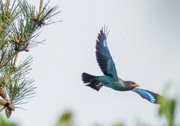 20210520ブッポウソウ-22