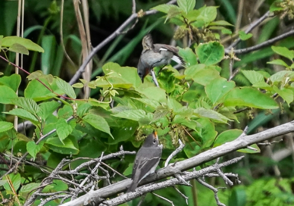 20210519オジロビタキ-21