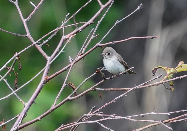 20210518コサメビタキ-1