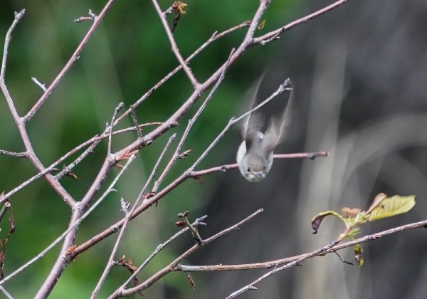 20210518コサメビタキ-3