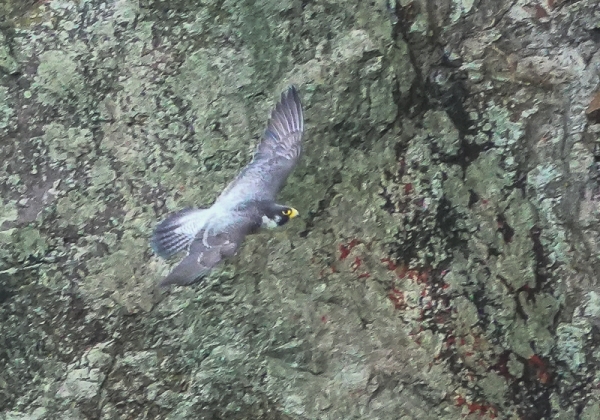 20210521ハヤブサ-29