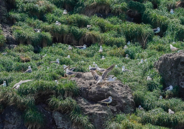 20210518ウミネコ-7