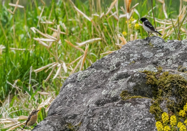 20210528ノビタキ-30