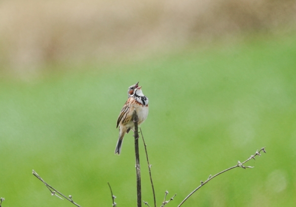 20210528ホオアカ-3