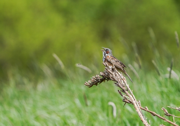 20210528ホオアカ-14