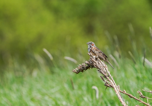 20210528ホオアカ-17