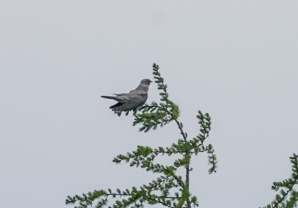 20210528カッコウ-14