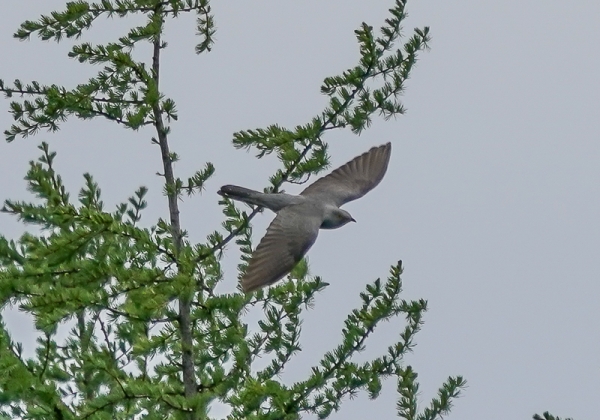 20210528カッコウ-16