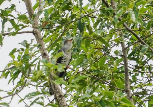 20210529ホトトギス-19