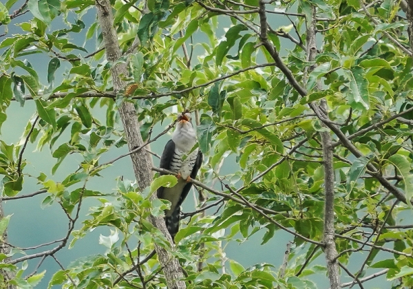 20210529ホトトギス-8