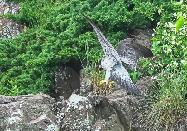 20210521ハヤブサ-34