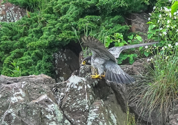 20210521ハヤブサ-35