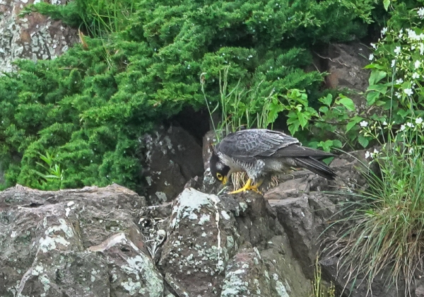 20210521ハヤブサ-47